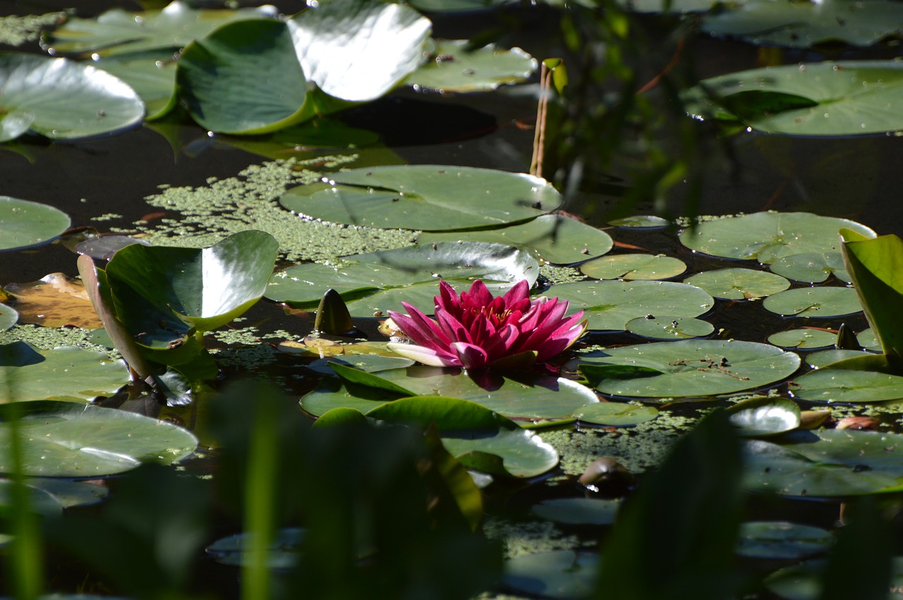 flower water water lily free photo