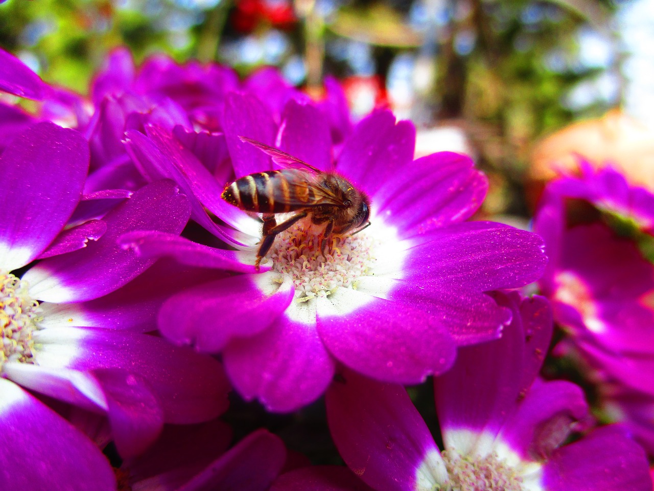 flower flower and bee red flower free photo