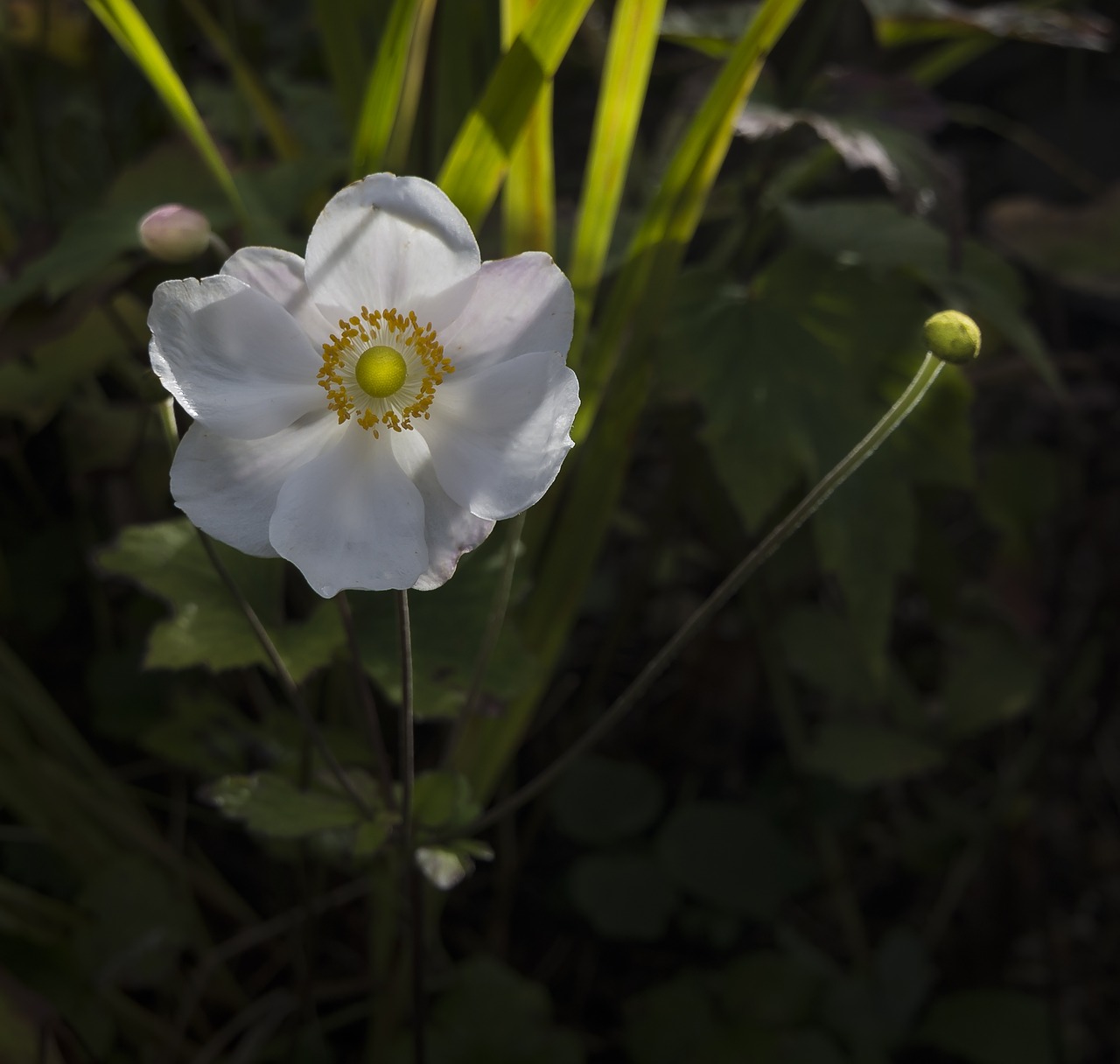 flower japanese anemone blooming free photo