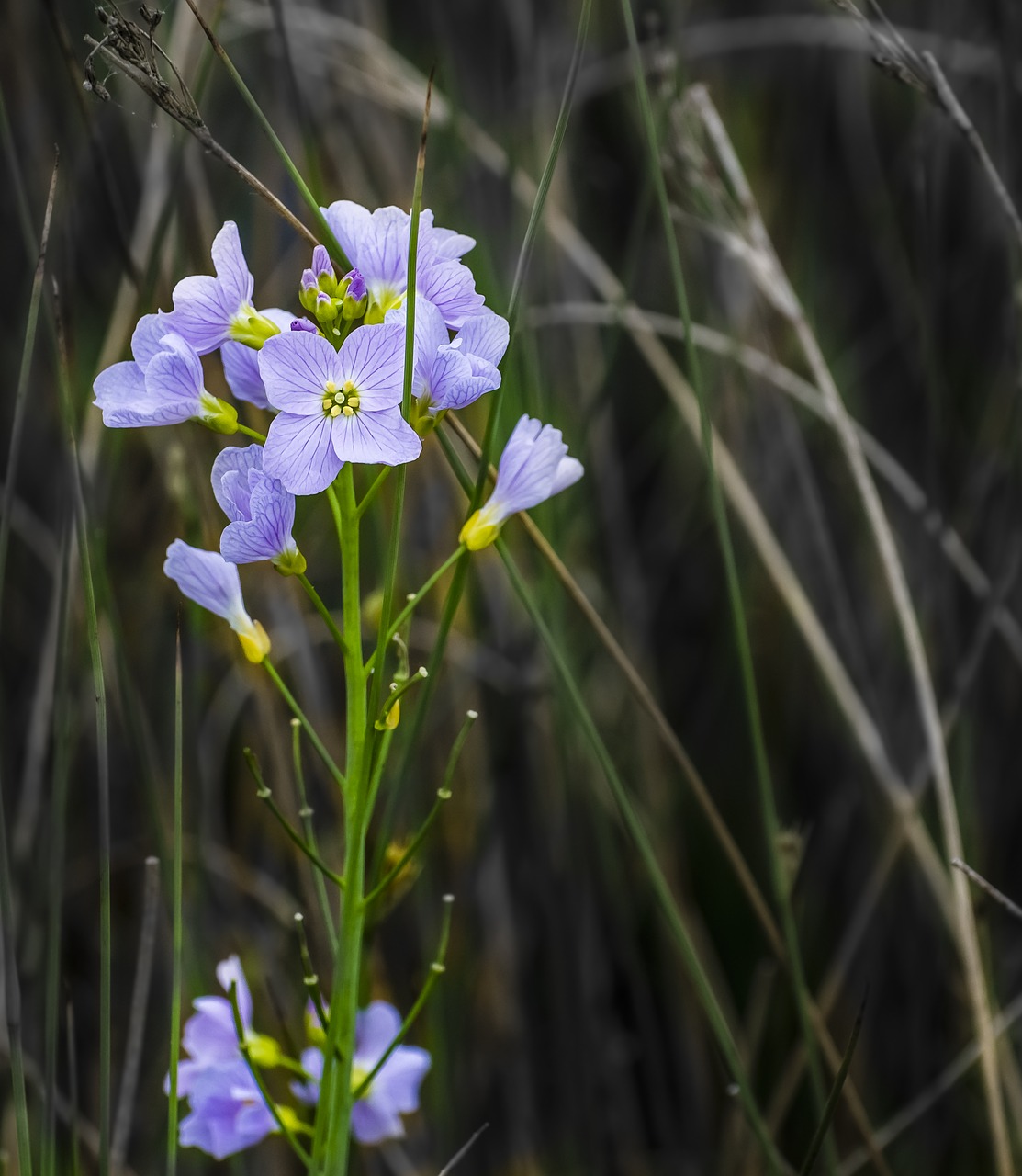 flower lilac wild free photo