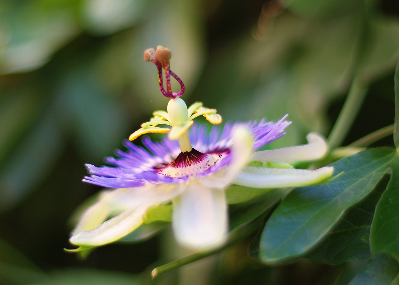 flower passion flower purple free photo