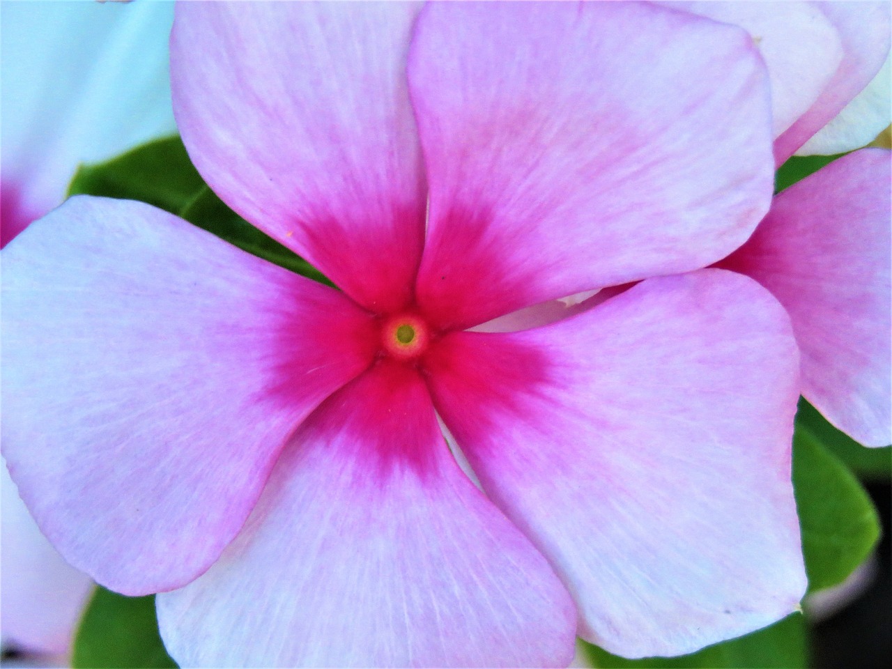 flower pink rust free photo