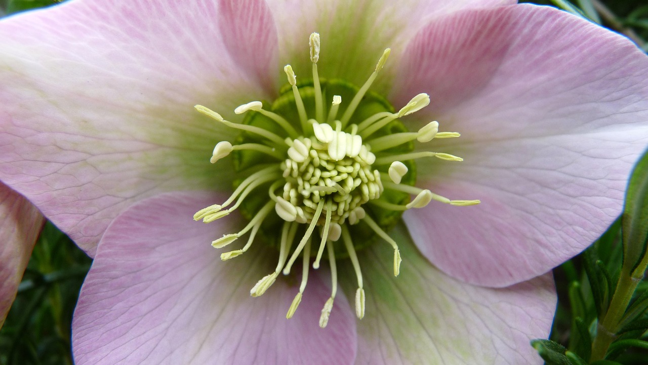 flower stamens bloom free photo