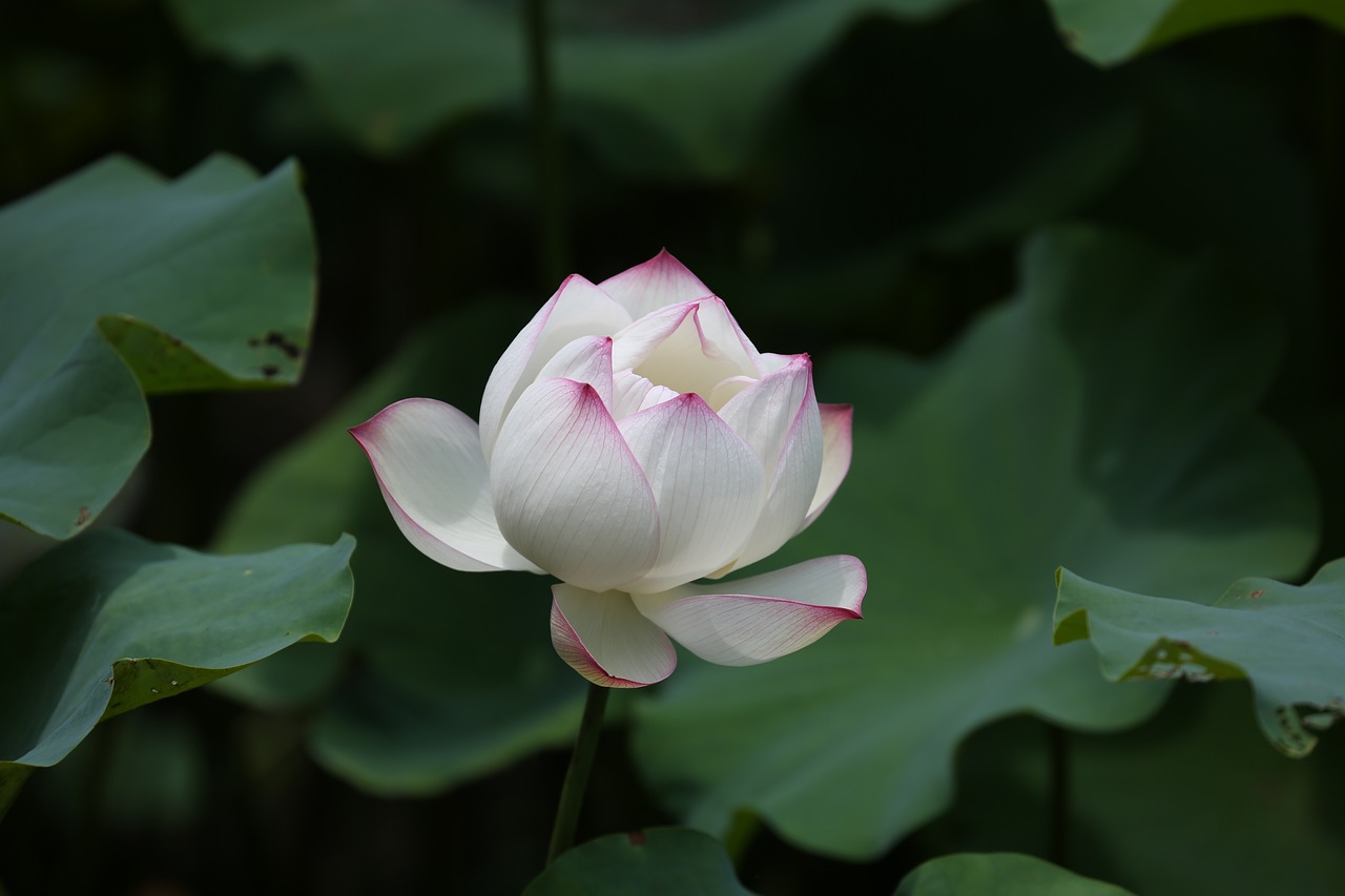 flower lotus taiwan free photo