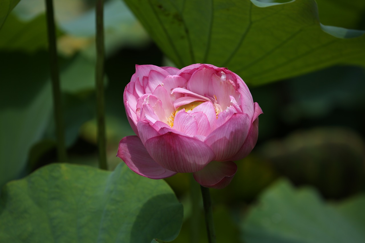 flower lotus taiwan free photo