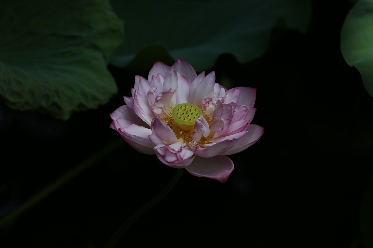 flower lotus taiwan free photo