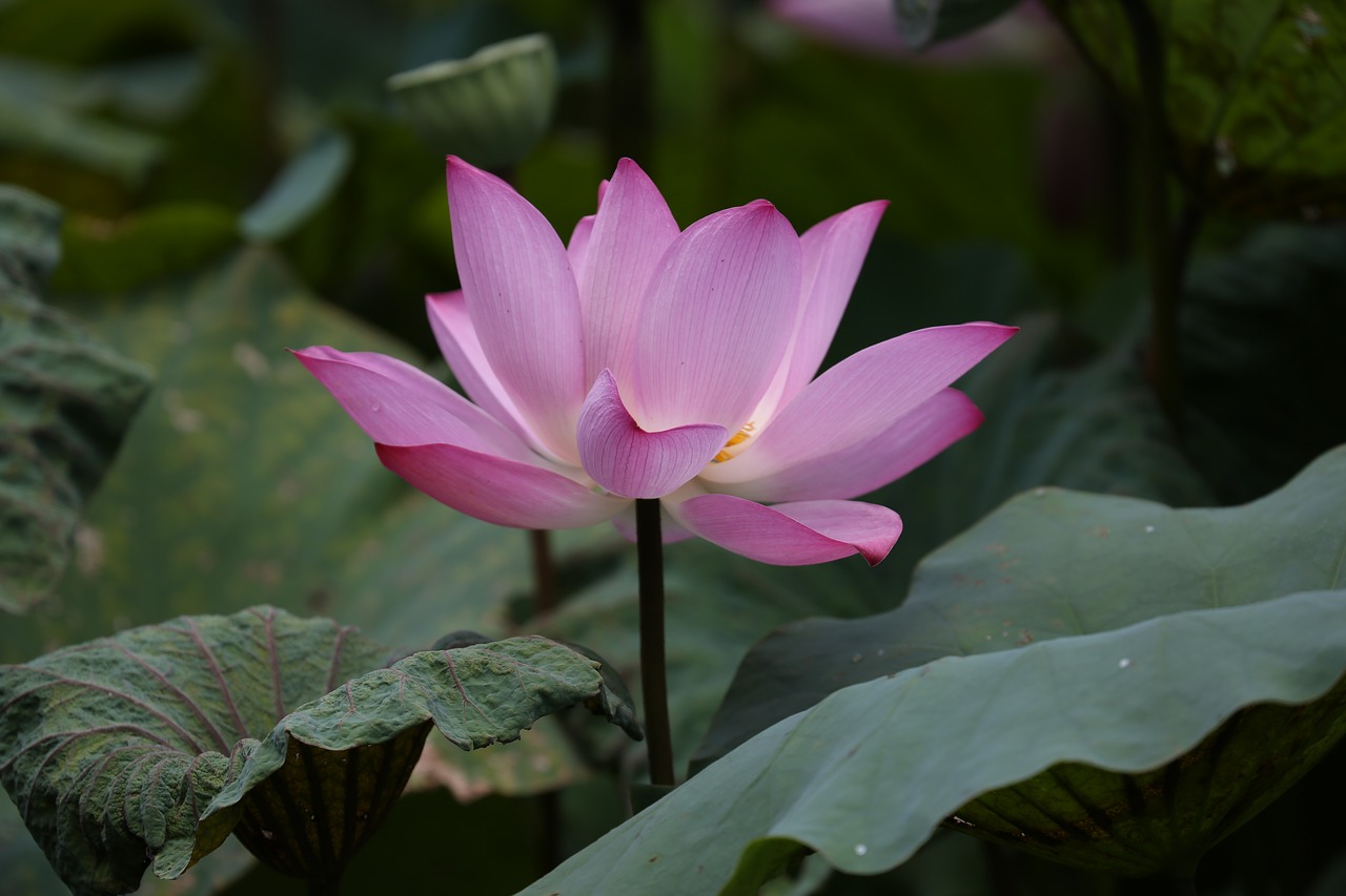 flower lotus taiwan free photo