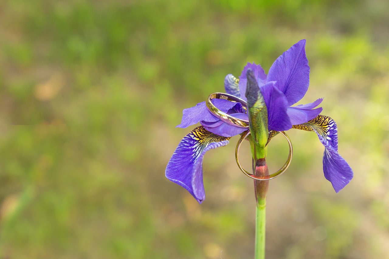 flower blue summer free photo