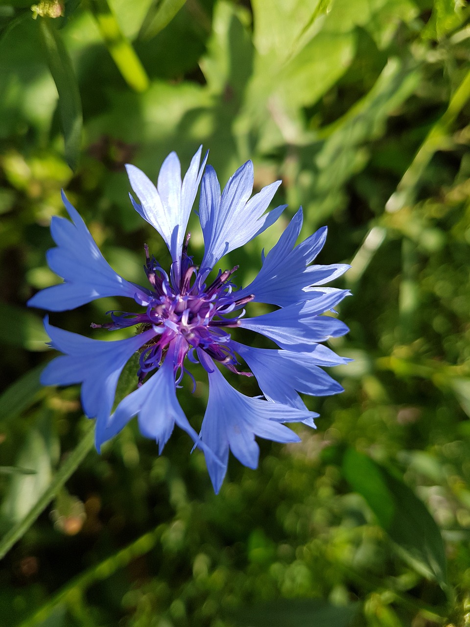 flower summer summer plant free photo