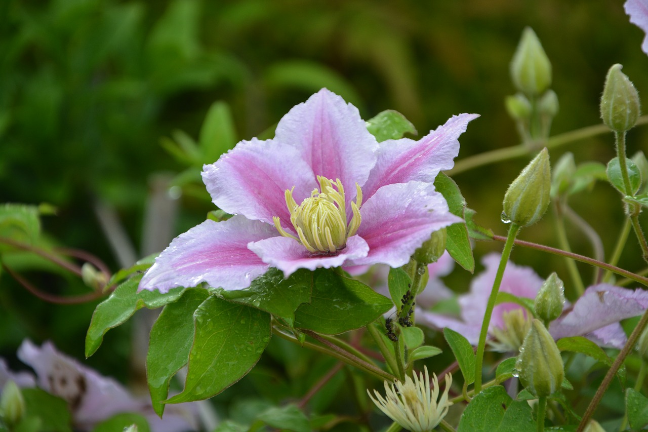 flower clematis pink free photo