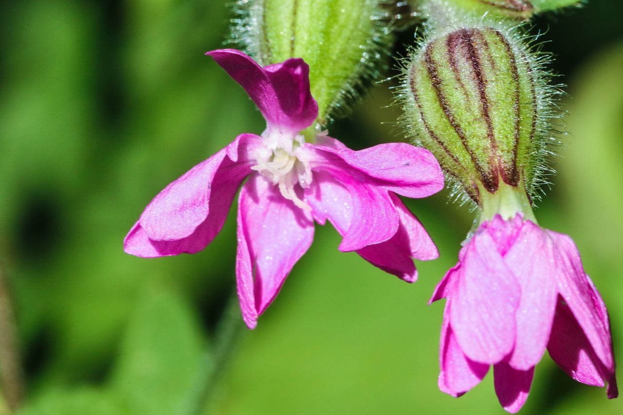 flower summer flower nature free photo