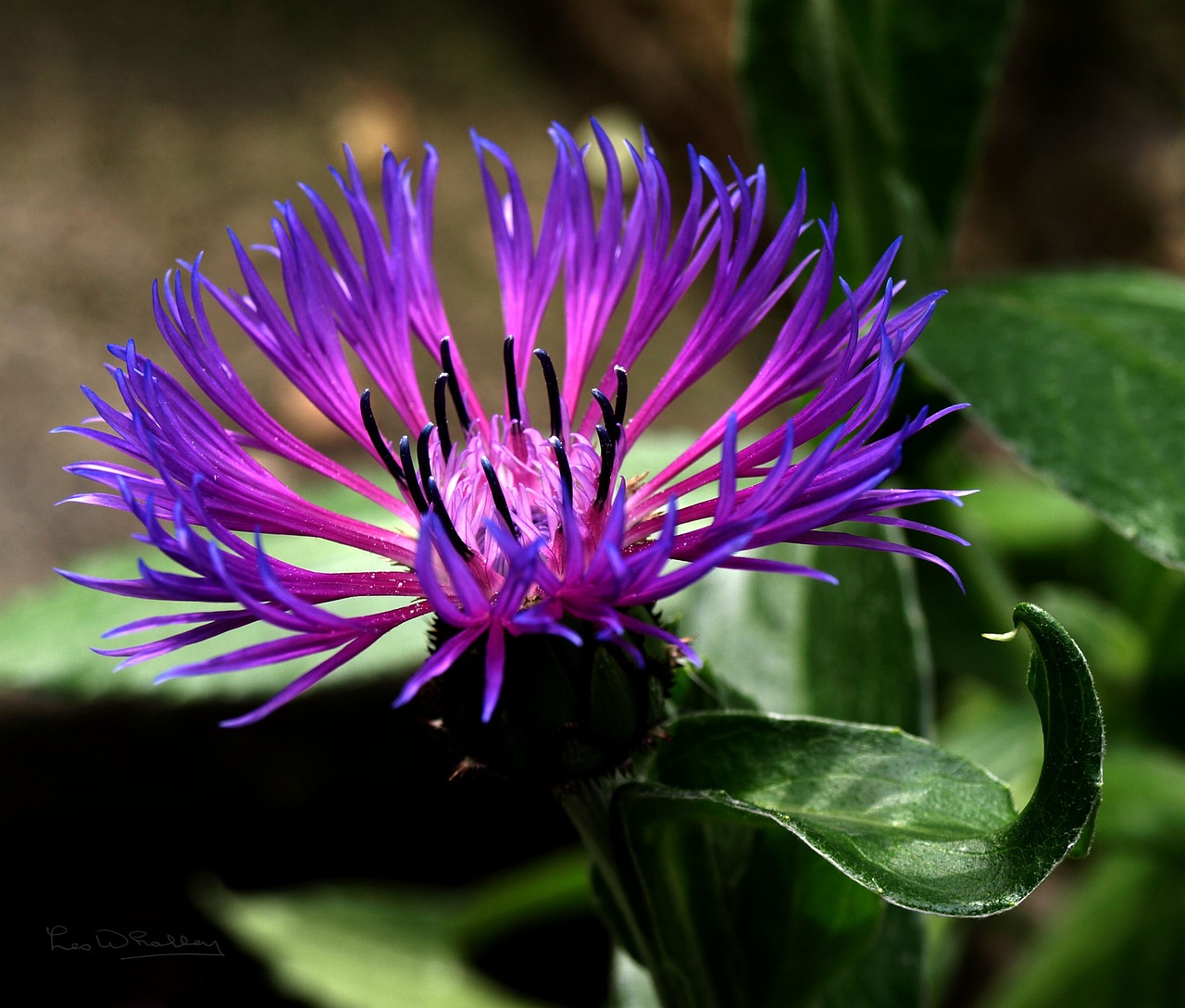 flower purple flower floral free photo