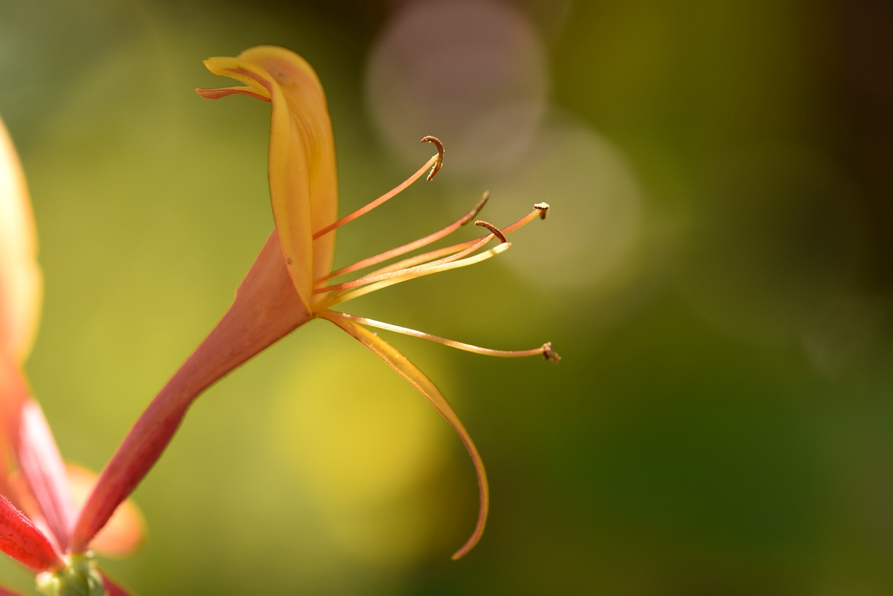 flower plant nature free photo