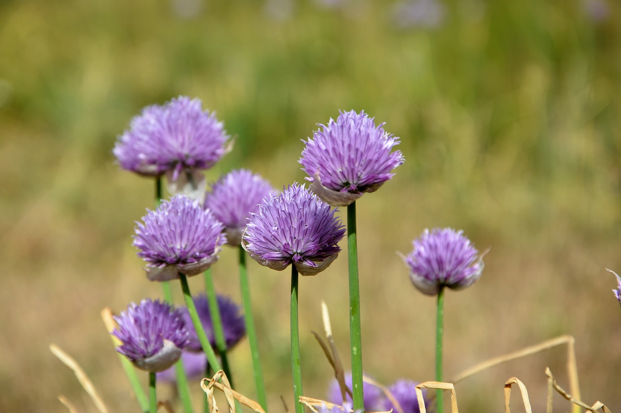 flower nature macro free photo