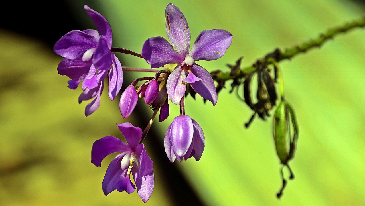 flower purple blossom free photo