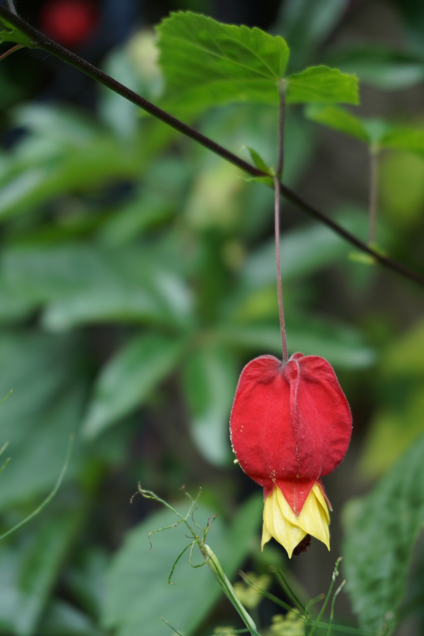 flower garden botany free photo