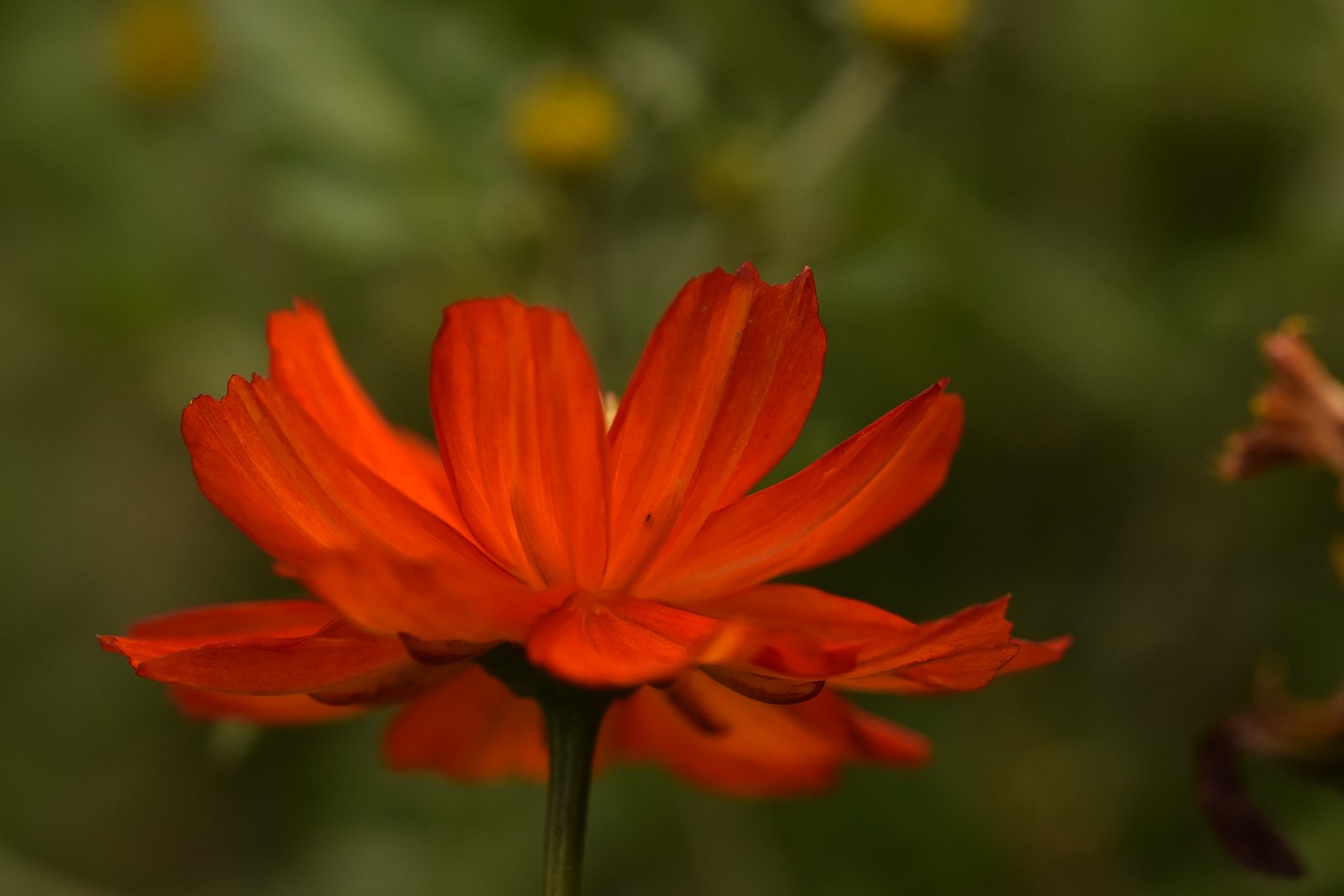 flower orange nature free photo