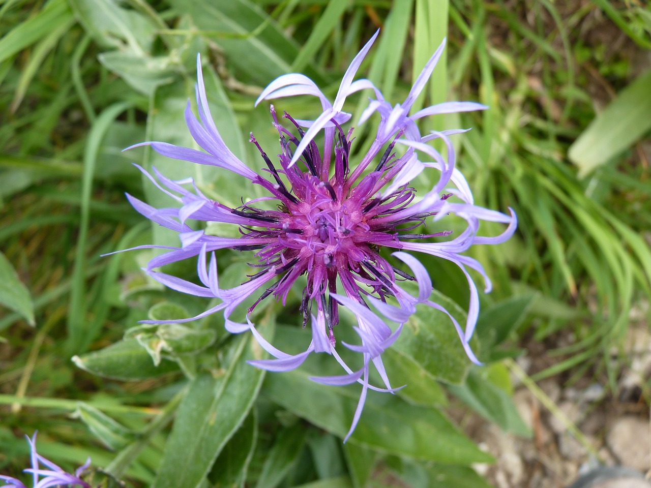 flower wild flower flora free photo