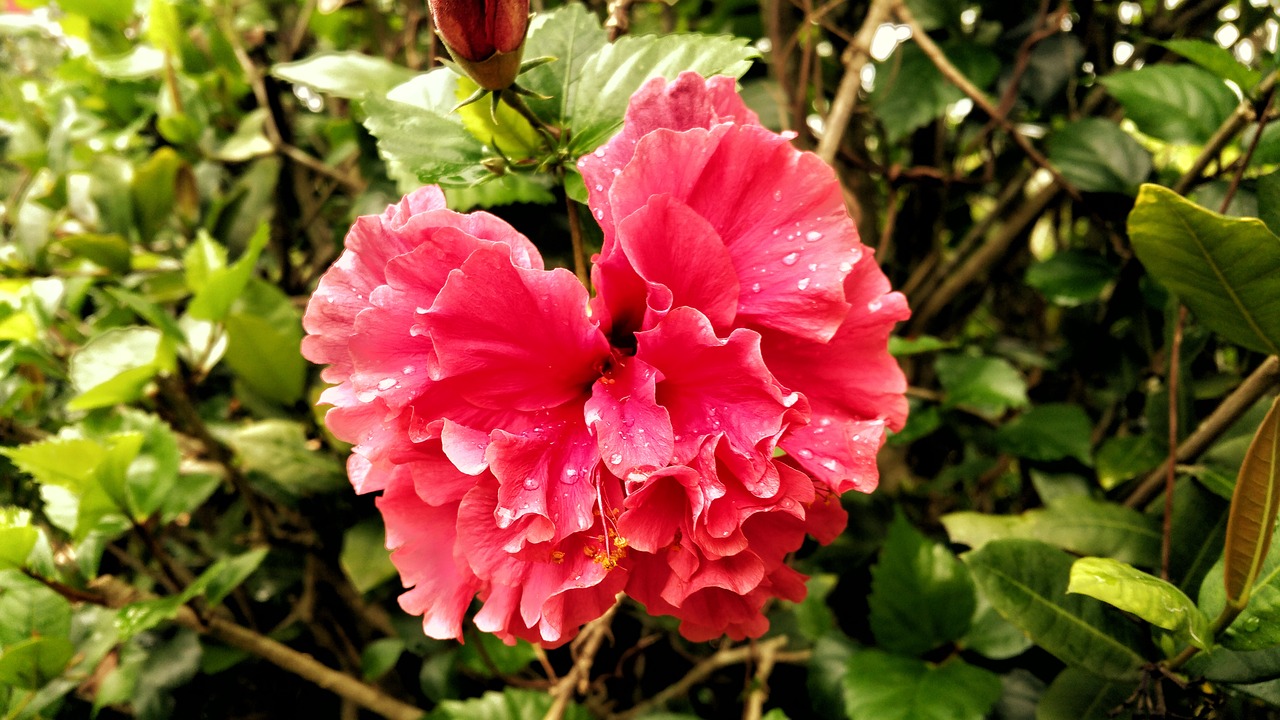flower dew pink free photo