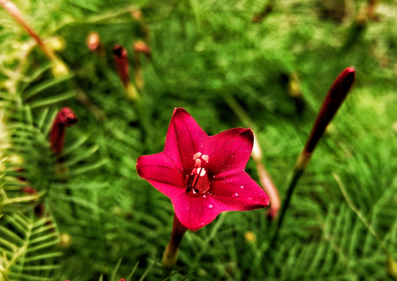 flower red nectar free photo