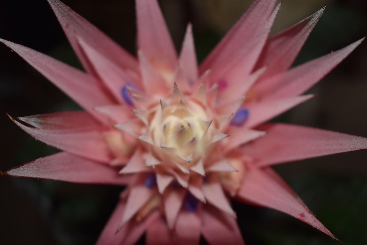 flower macro pink free photo