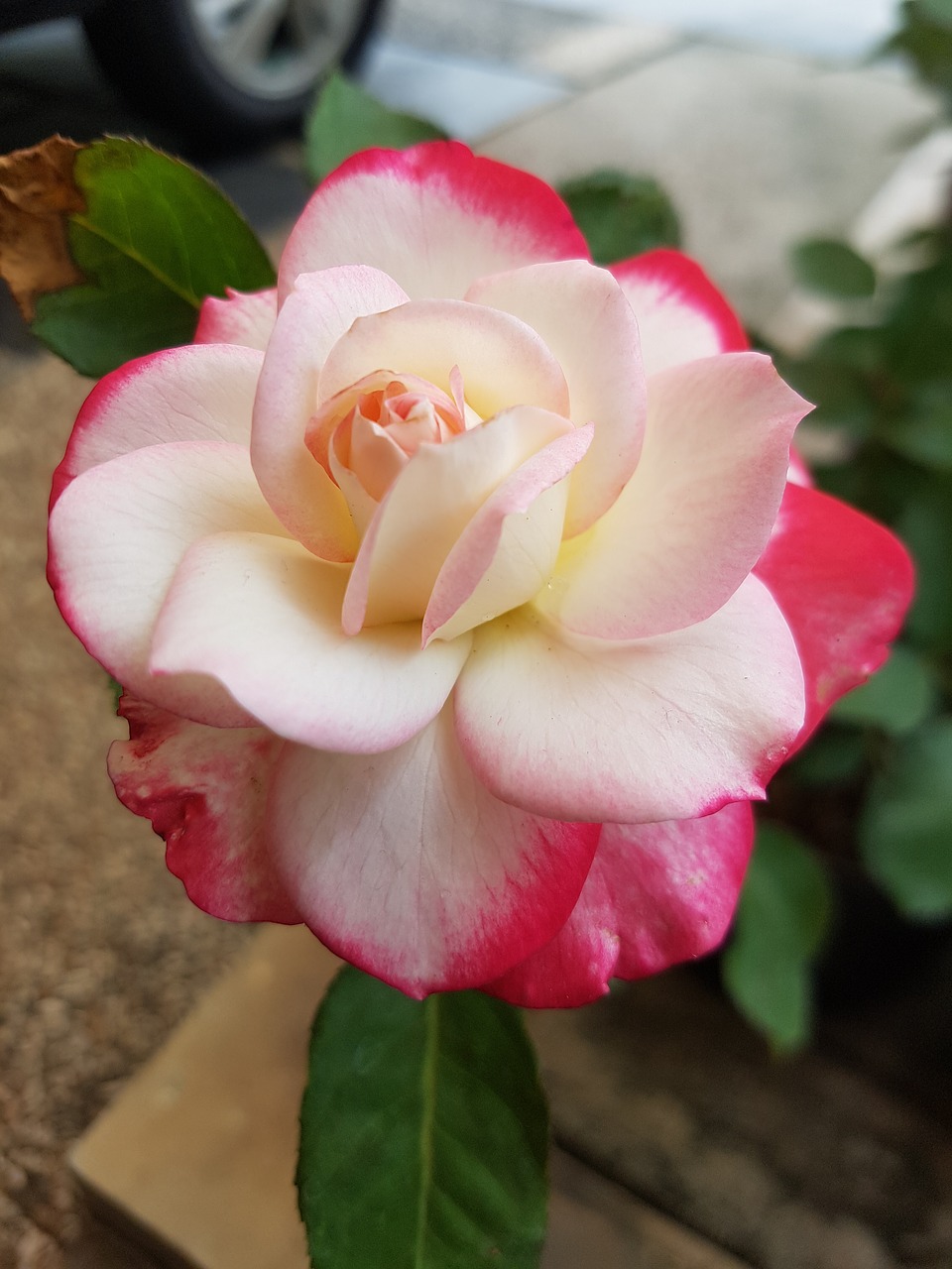 flower rose blossom free photo