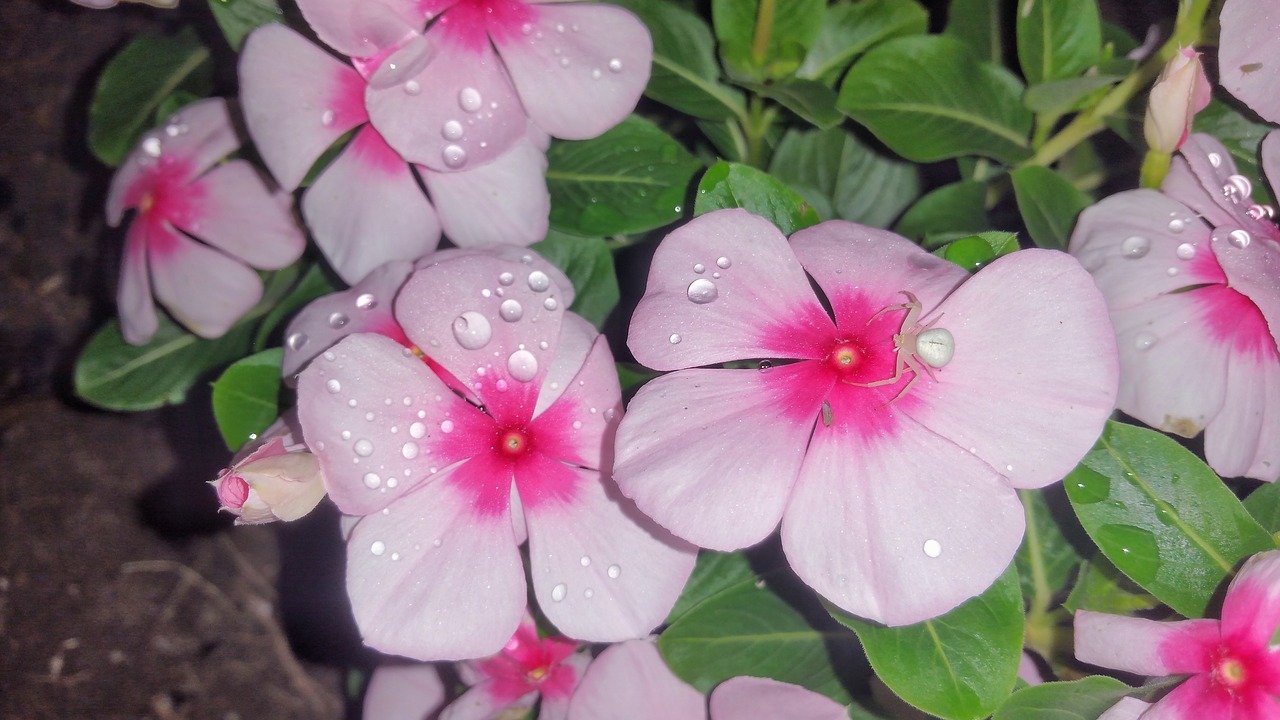 flower spider pink free photo