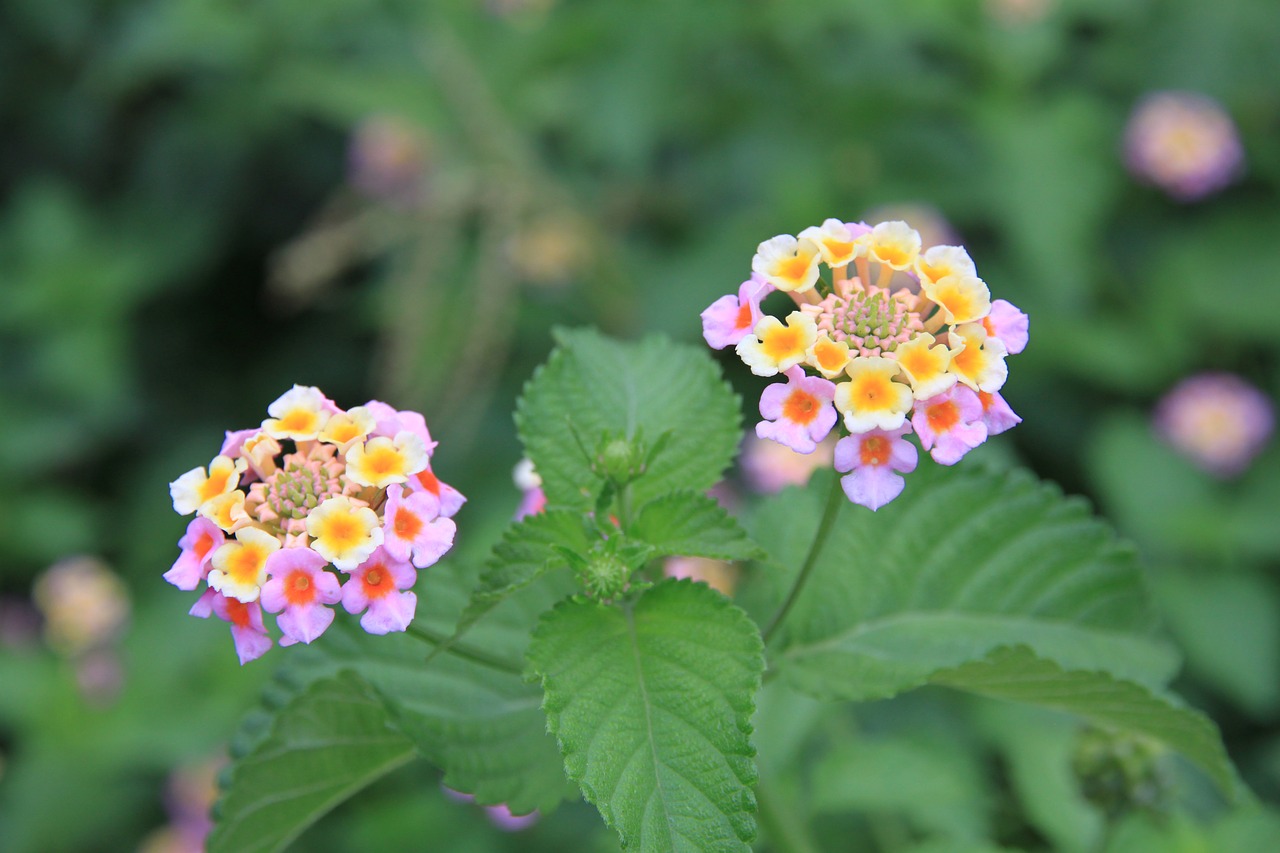 flower flowers and plants plant free photo