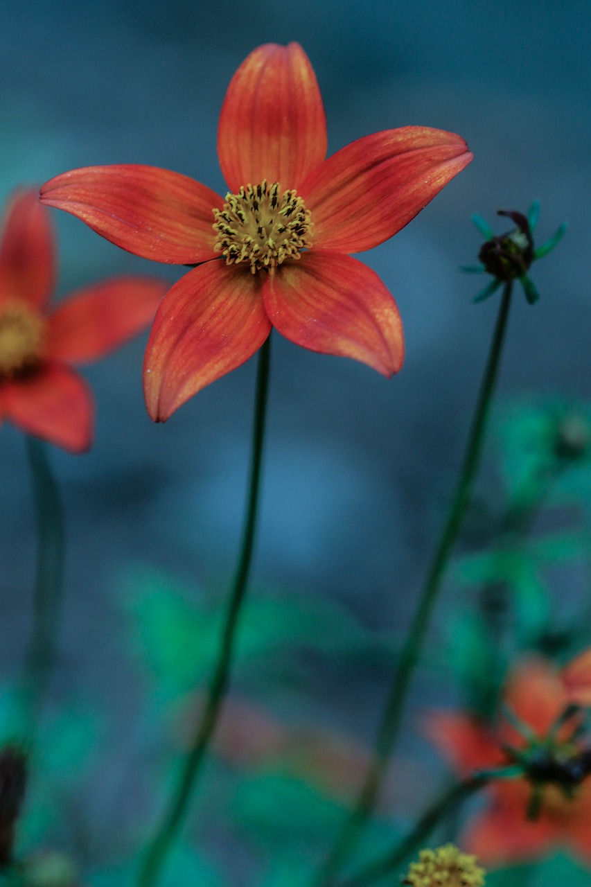 flower summer flower orange free photo