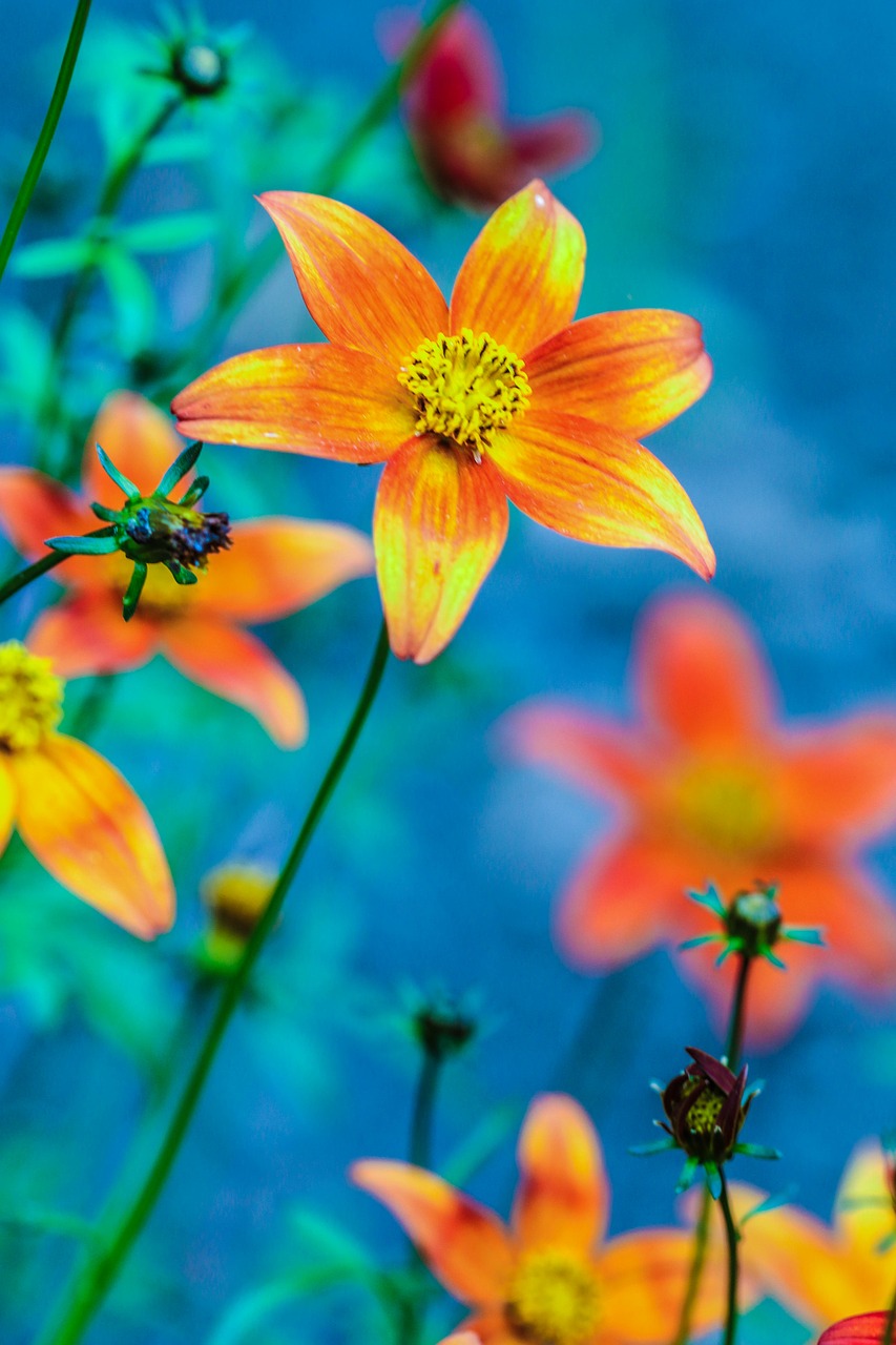 flower summer flower orange free photo