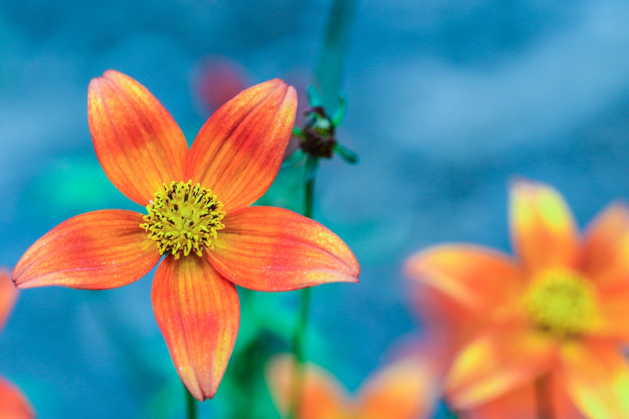 flower summer flower orange free photo