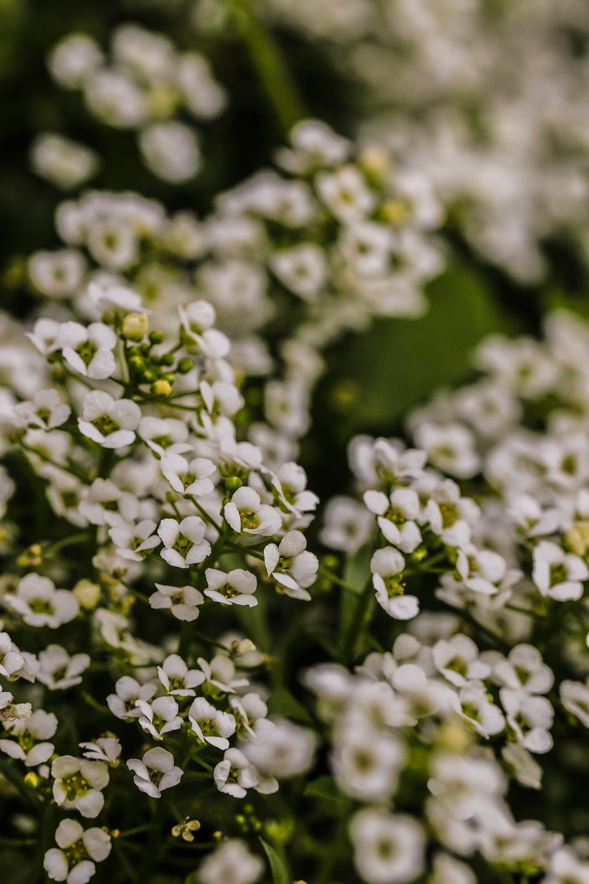 flower summer flower white free photo