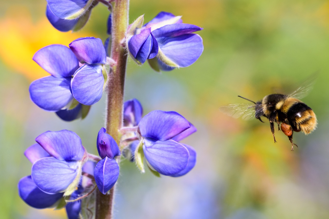 flower bee hanging free photo