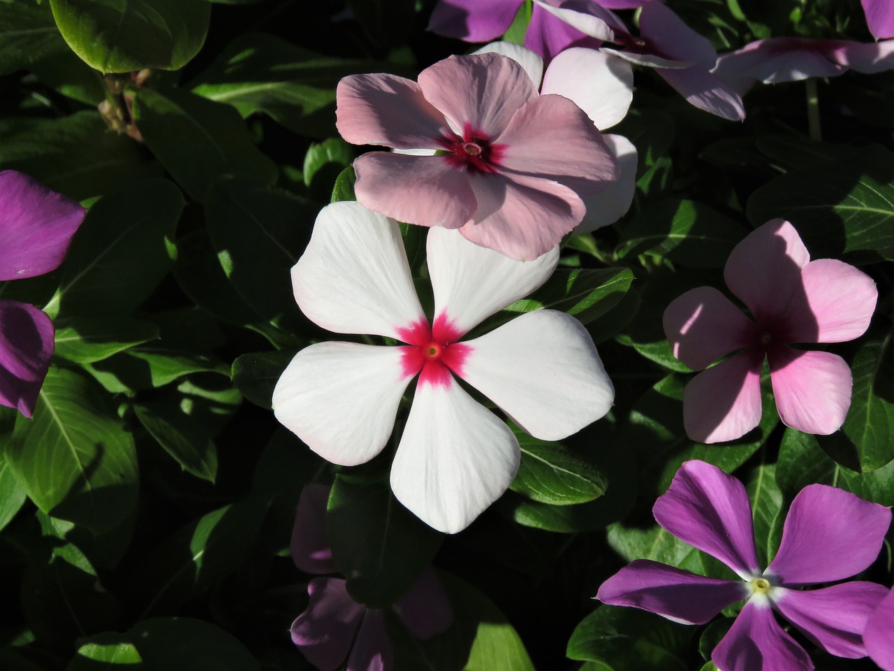 flower white pink free photo