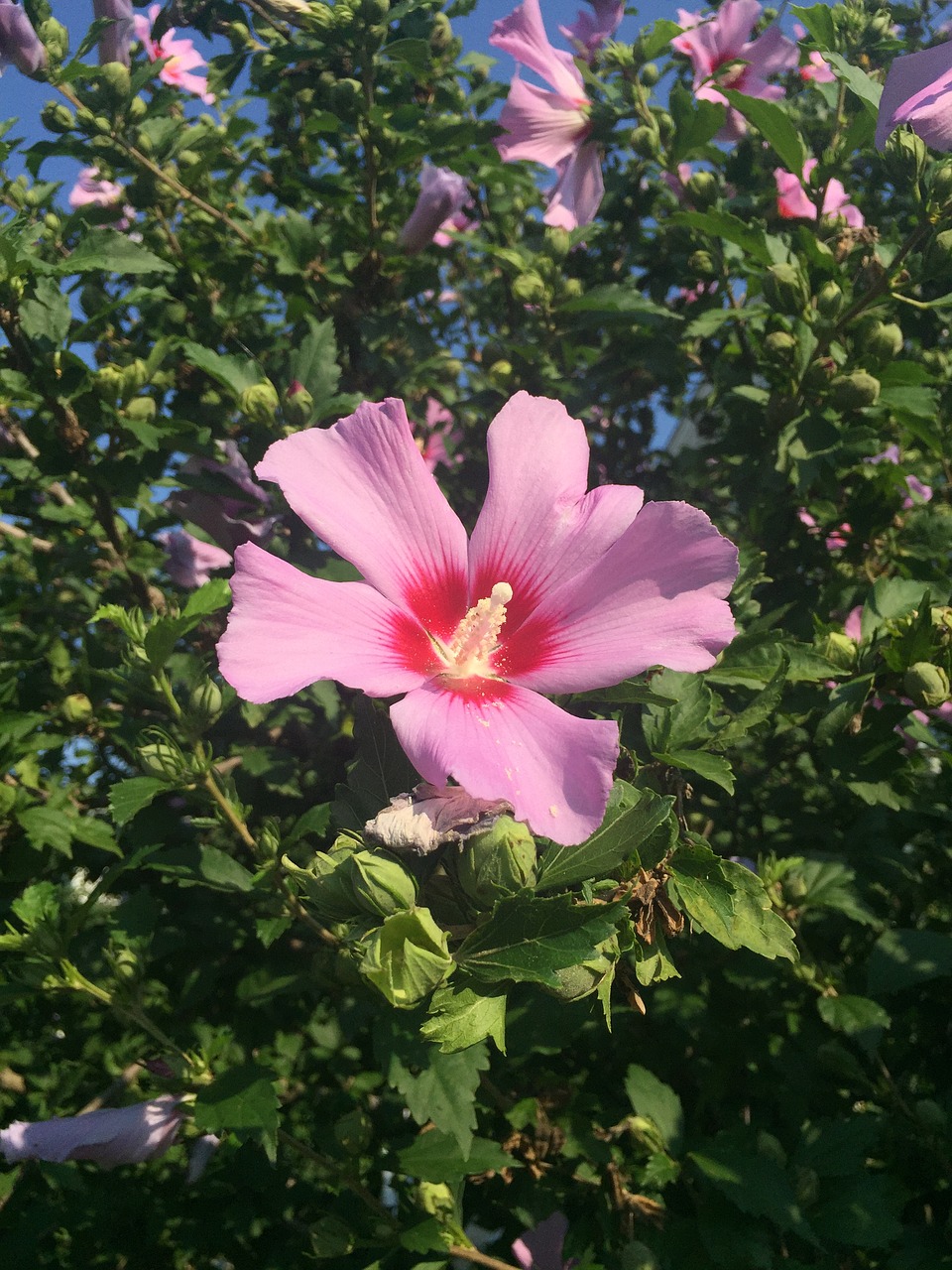 flower macro blossom free photo