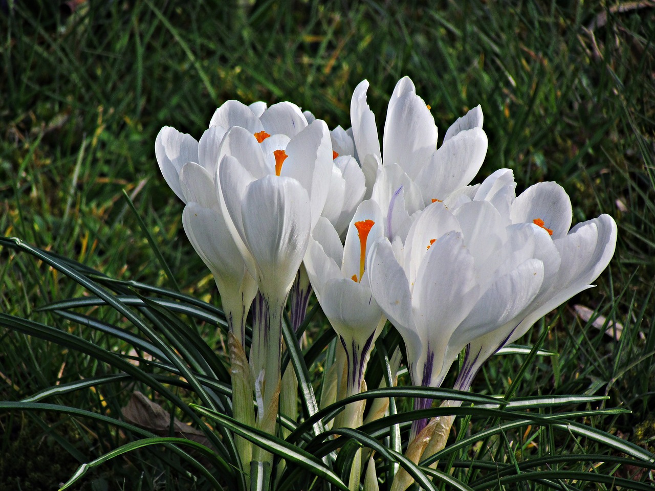 flower krokus spring free photo