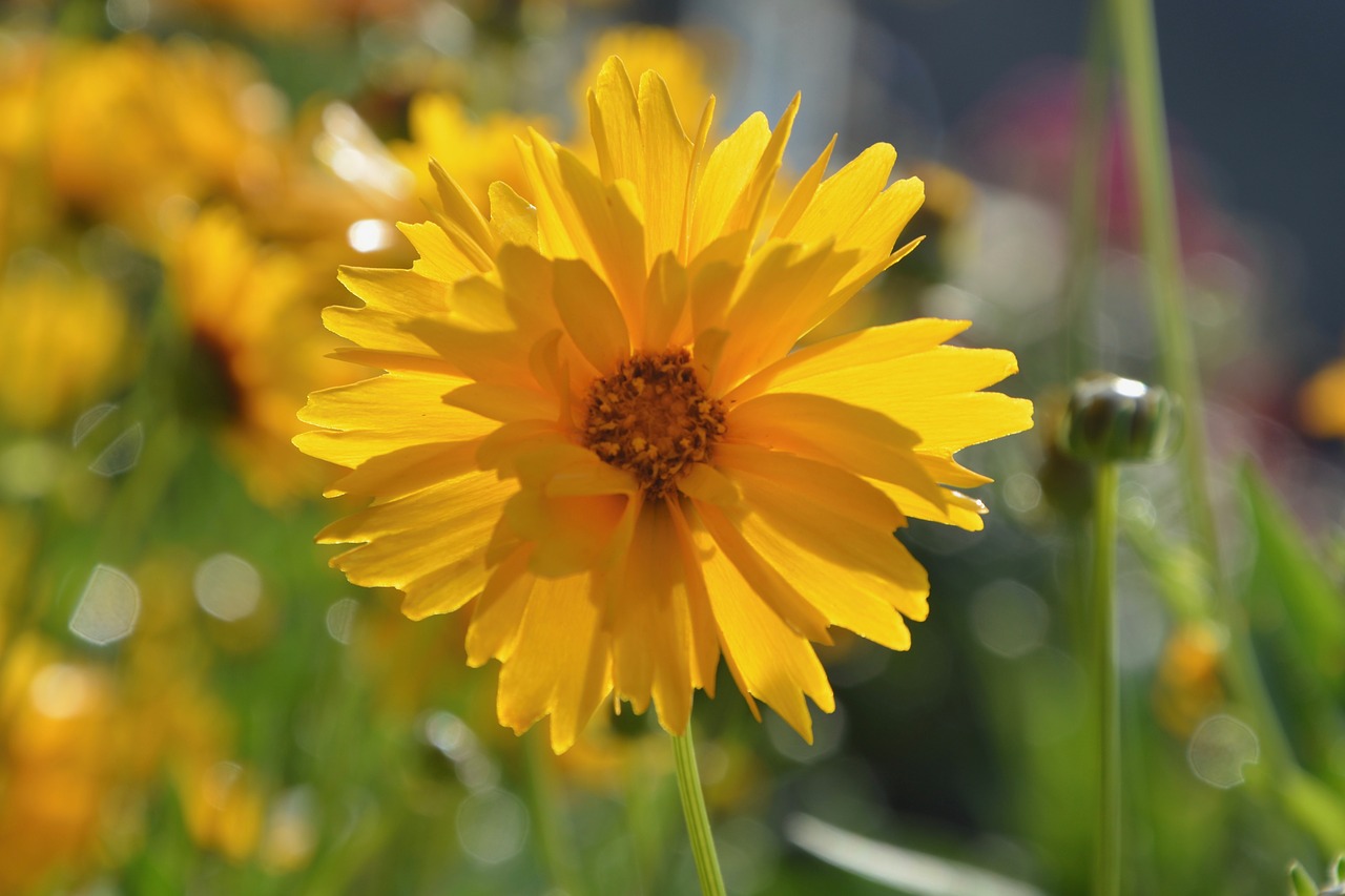 flower yellow flower nature free photo