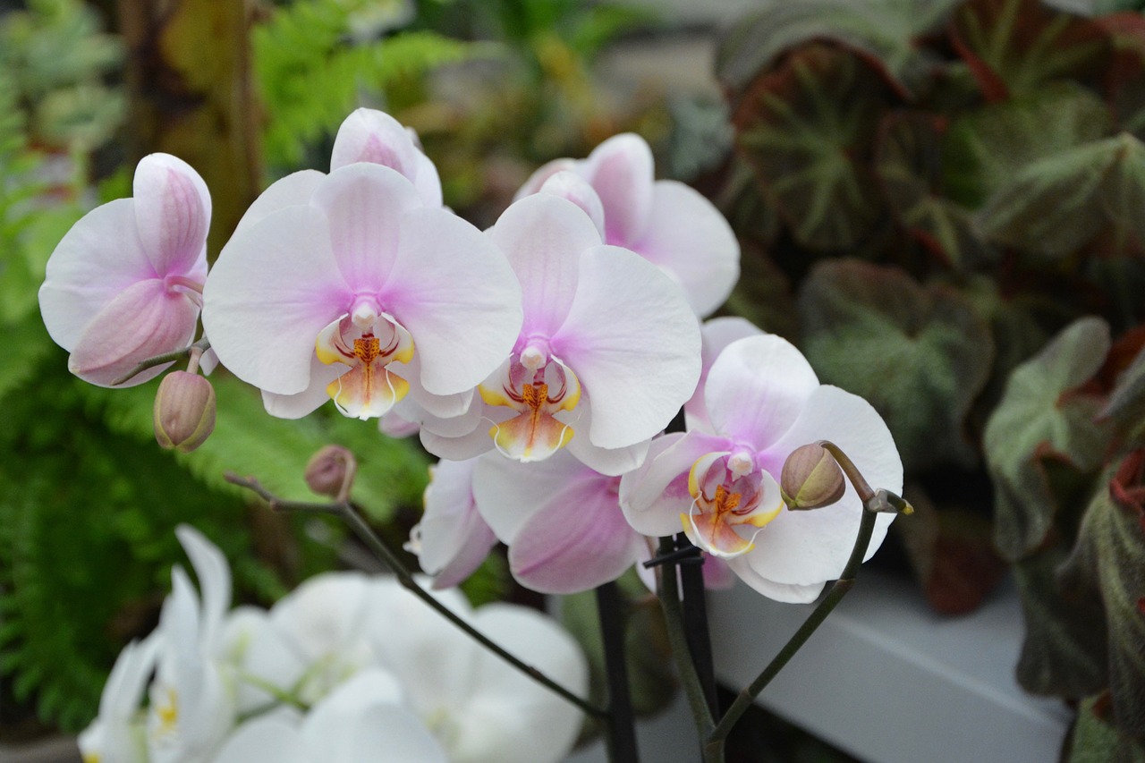 flower orchid white flower free photo