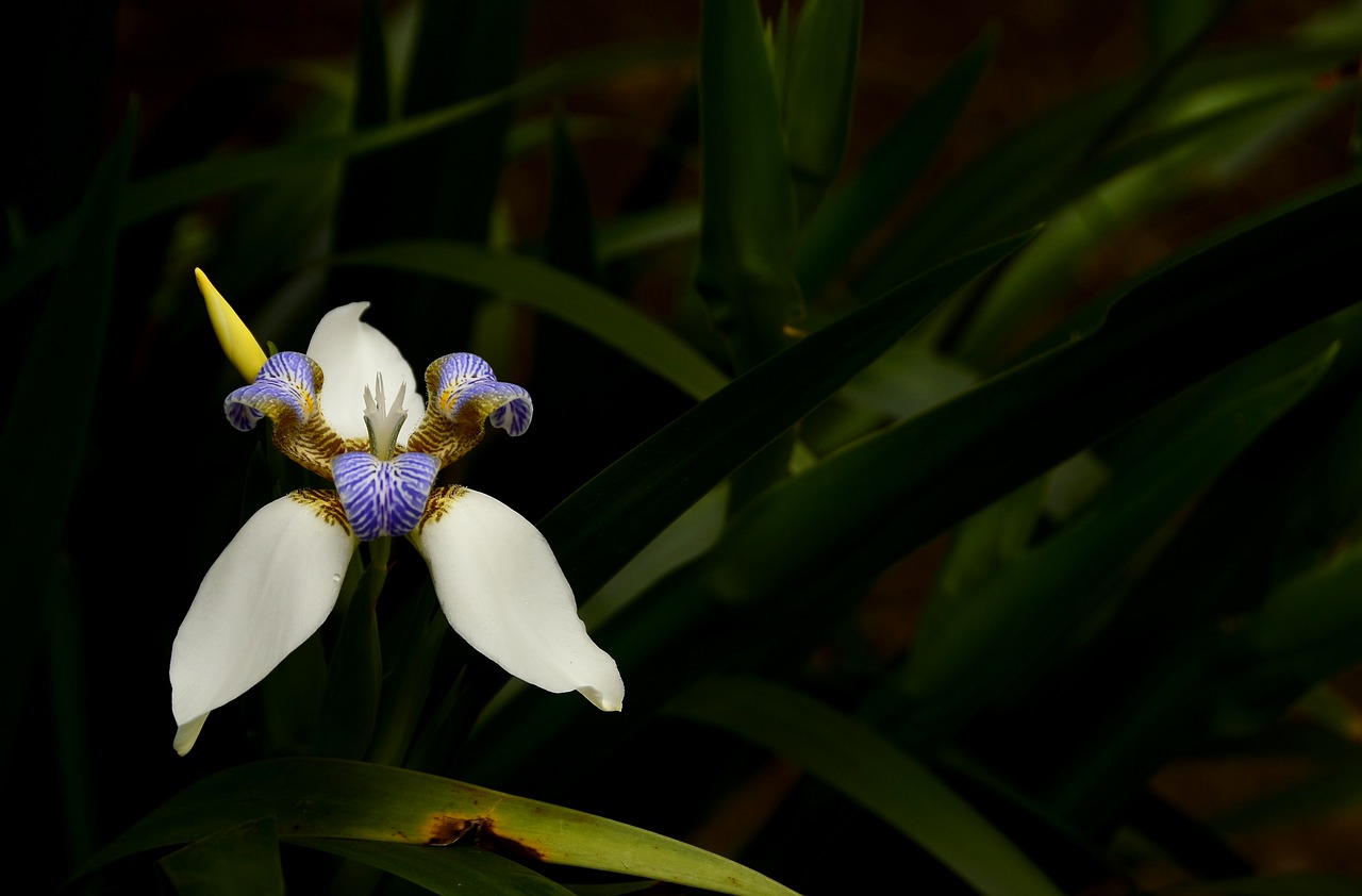 flower wild nature free photo