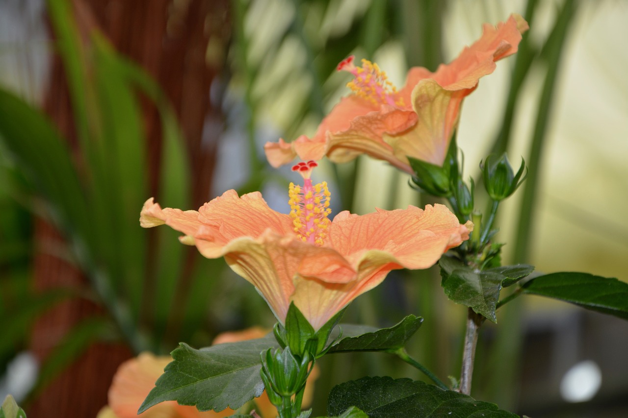 flower hibiscus stem orange free photo