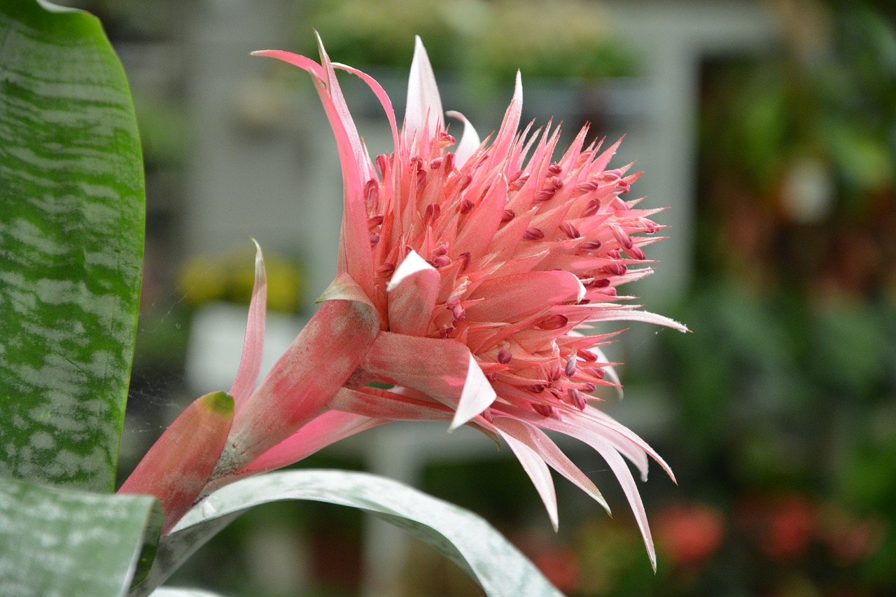 flower succulent decorated free photo