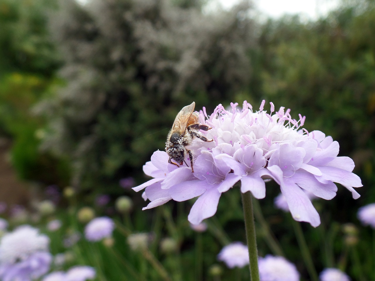 flower bee pollination free photo