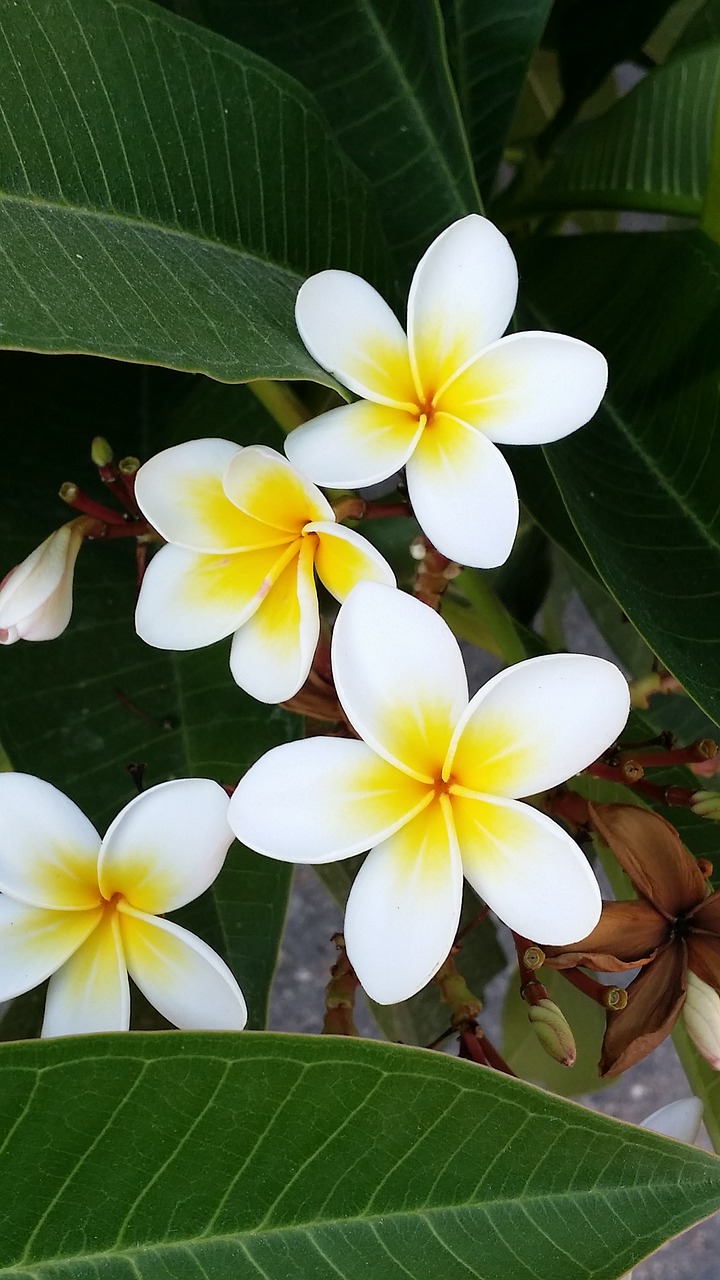 flower crete holidays free photo