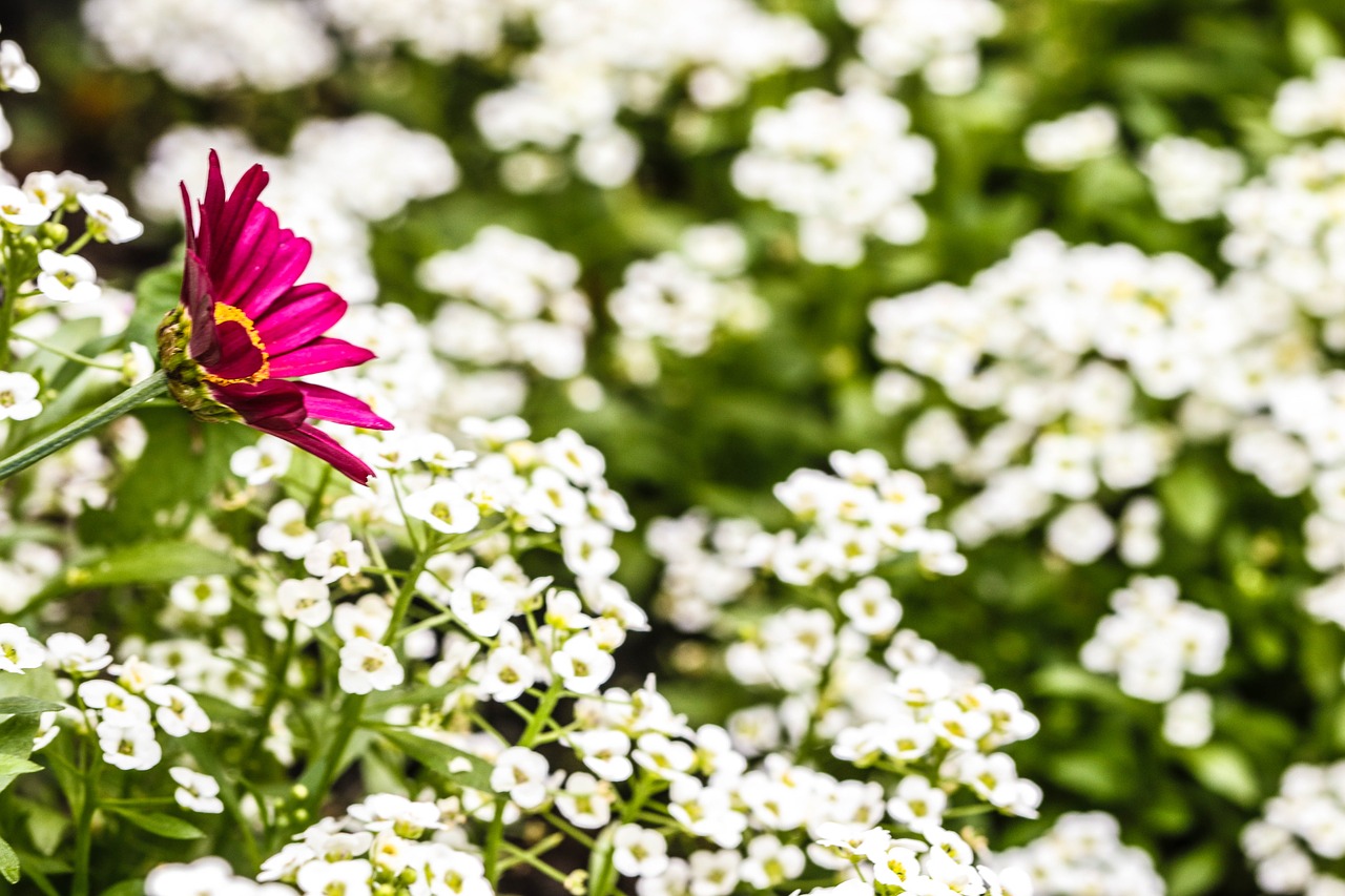 flower garden flower summer flower free photo