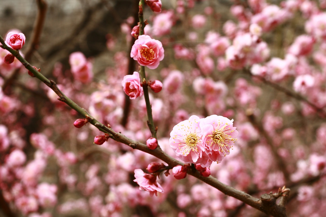 flower pink beijing free photo