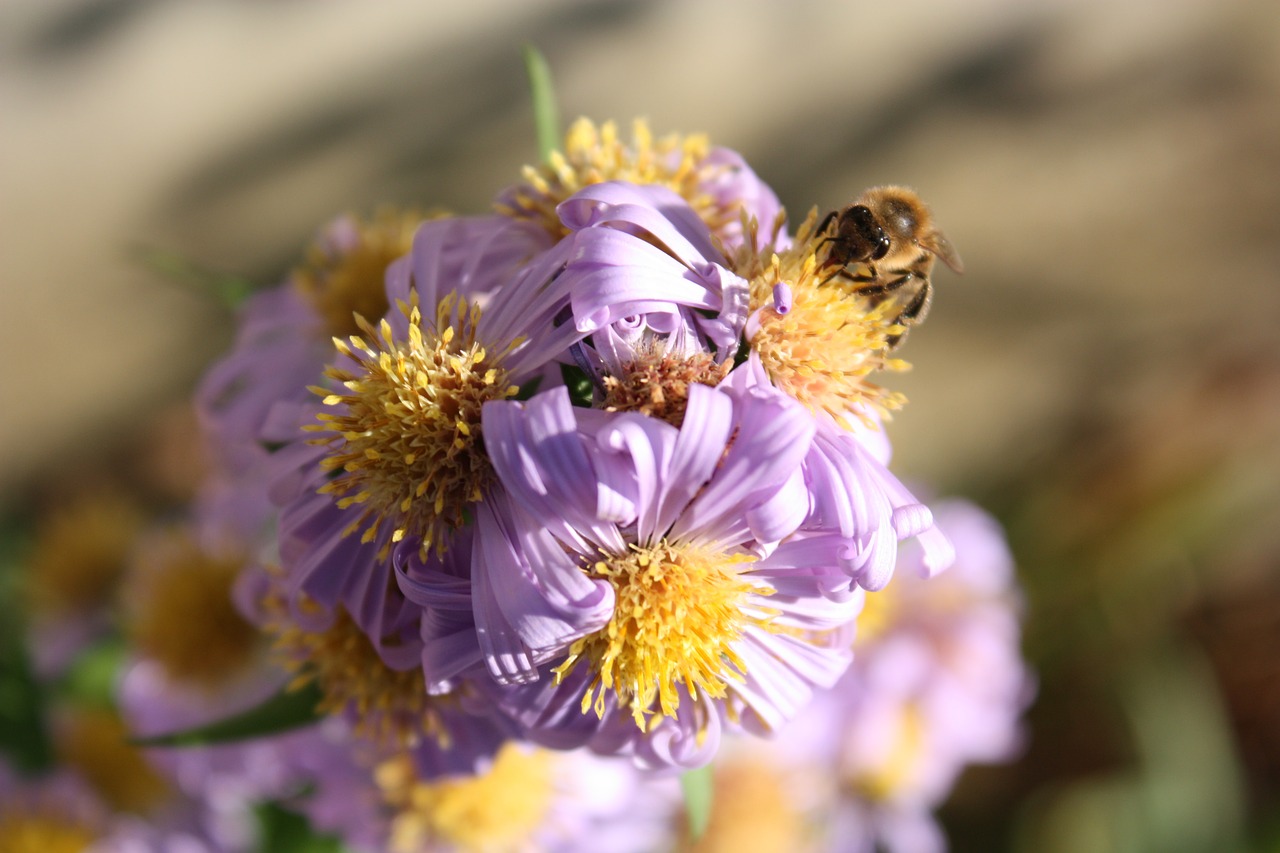 flower bee insect free photo