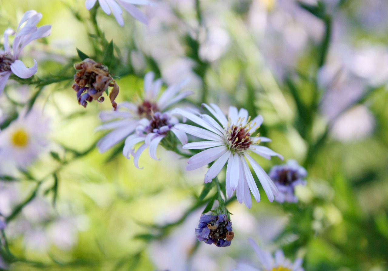 flower impression nature free photo