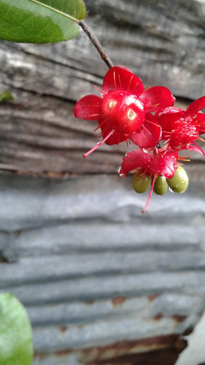 flower plants season free photo