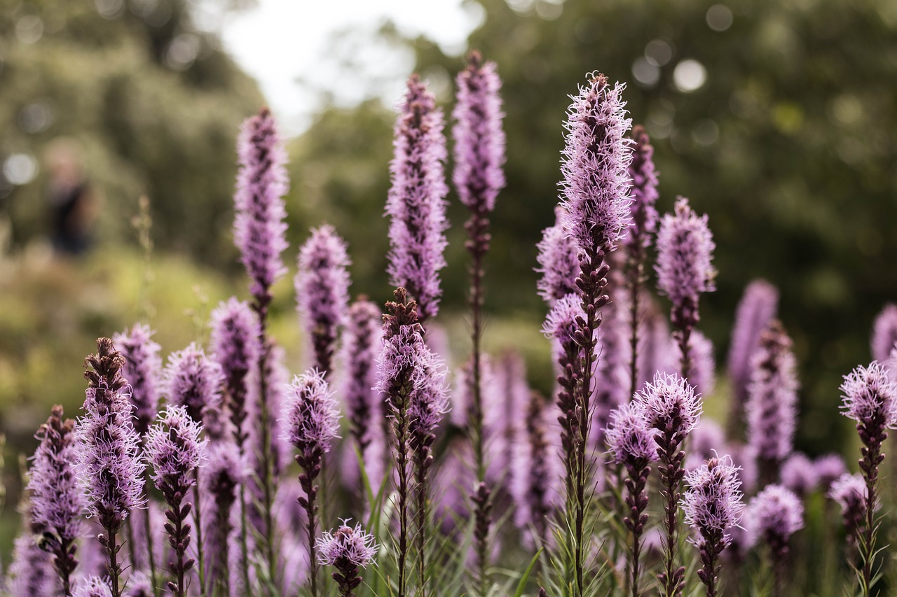 flower nature spring free photo