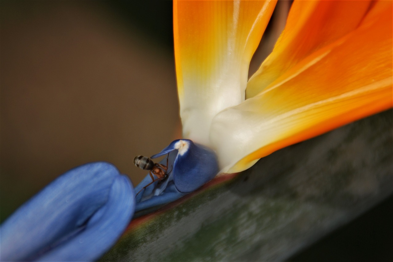 flower bird of paradise ant free photo